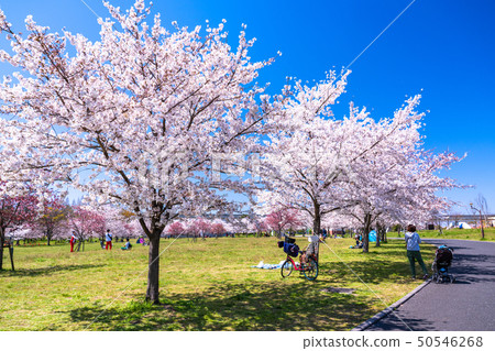 《東京》櫻花與鳥取公園 50546268