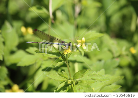 Asahina kawatombo Asahina kawatombo 50546619