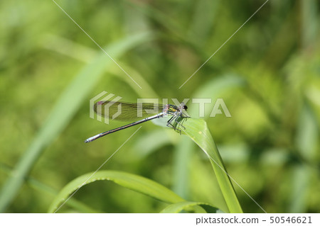 Asahina kawatombo 50546621