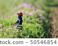 Pheasantid pheasanthynidae Pheasantidae 50546854
