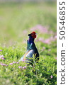 Pheasantid pheasanthynidae Pheasantidae 50546855