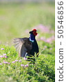 Pheasantid pheasanthynidae Pheasantidae 50546856