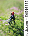 Pheasantid pheasanthynidae Pheasantidae 50546857