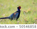 Pheasantid pheasanthynidae Pheasantidae 50546858