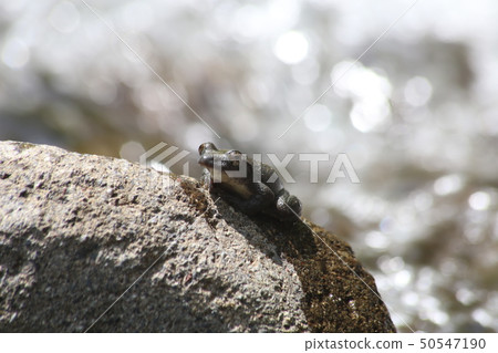 Red-headed frog 50547190