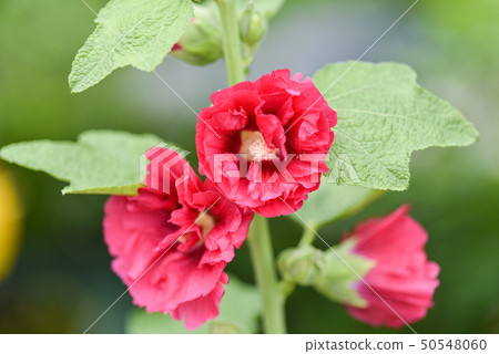 蜀葵花在新北市永吉公園 蜀葵花在新北市永吉公園 50548060