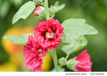 蜀葵花在新北市永吉公園 50548061