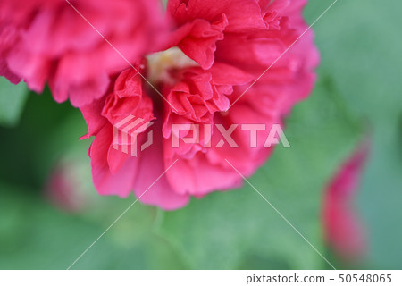 蜀葵花在新北市永吉公園 50548065