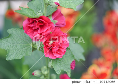 蜀葵花在新北市永吉公園 蜀葵花在新北市永吉公園 50548066