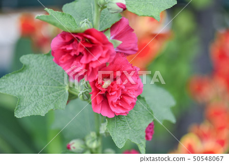 蜀葵花在新北市永吉公園 蜀葵花在新北市永吉公園 50548067