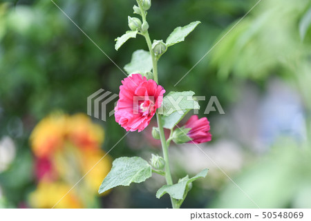 蜀葵花在新北市永吉公園 50548069