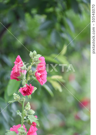 蜀葵花在新北市永吉公園 蜀葵花在新北市永吉公園 50548070
