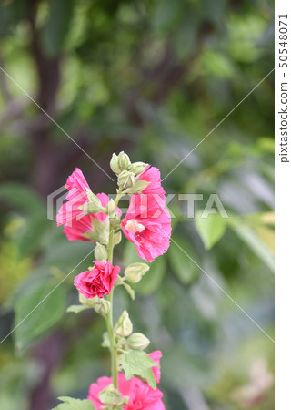 蜀葵花在新北市永吉公園 蜀葵花在新北市永吉公園 50548071
