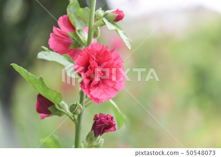 Hollyhock flower in Yongji Park, New Taipei City 50548073