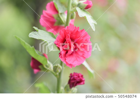 Hollyhock flower in Yongji Park, New Taipei City Hollyhock flower in Yongji Park, New Taipei City 50548074