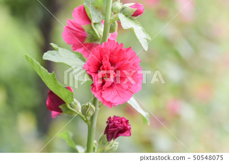 蜀葵花在新北市永吉公園 蜀葵花在新北市永吉公園 50548075