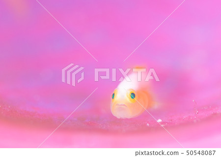 Goby 50548087