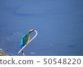 Kingfisher of the Kingfisher of the Kingfisher of the Kingfisher 50548220