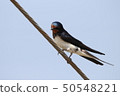 Swallows Sparrows Swallows Swallows 50548221