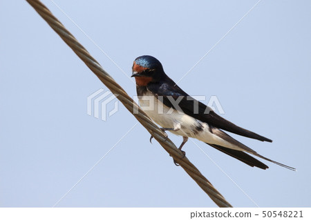 Swallows Sparrows Swallows Swallows 50548221