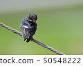 Swallows Sparrows Swallows Swallows 50548222