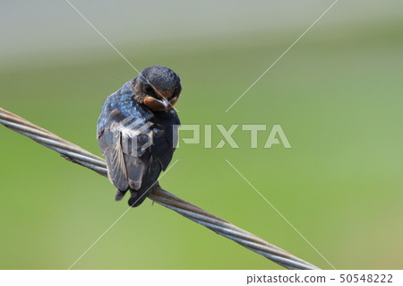 Swallows Sparrows Swallows Swallows Swallows Sparrows Swallows Swallows 50548222