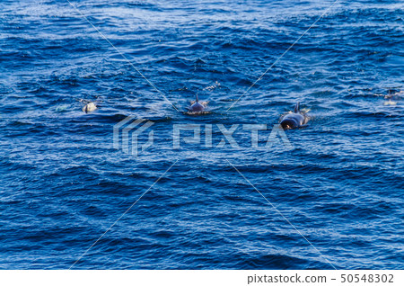 Long-Finned Pilot Whales in the Southern Atlantic Ocean 50548302
