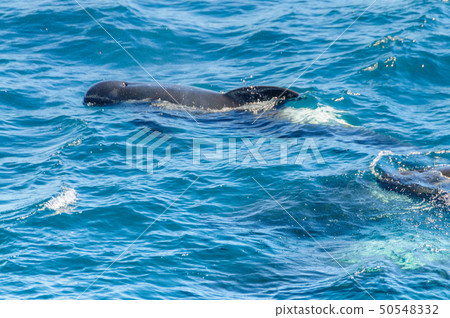 Long-Finned Pilot Whales in the Southern Atlantic Ocean 50548332