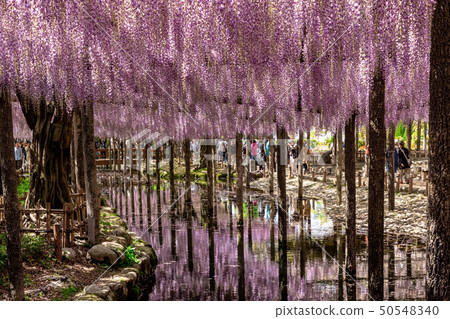 淺紫色的反射紫藤花 50548340