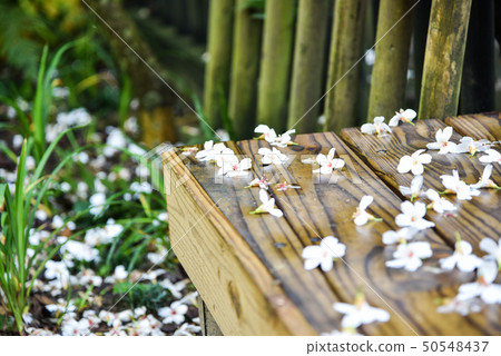 桌也小屋油桐花五月雪 50548437