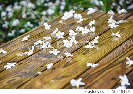桌也小屋油桐花五月雪 50548439