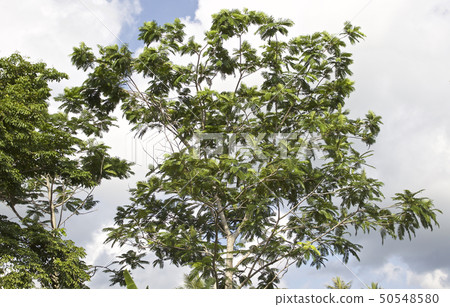 branches, cultivated, Flora 50548580