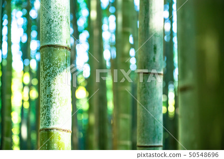 《Kyoto Prefecture》Bamboo forest morning, Sagano 《Kyoto Prefecture》Bamboo forest morning, Sagano 50548696
