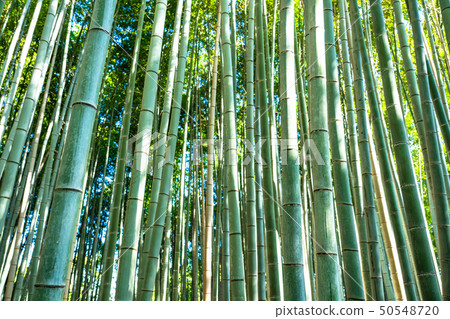 《京都府》 S峨野竹林早晨 50548720