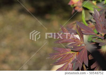 Chinese dragon, peony leaf and rain gutter 50548752