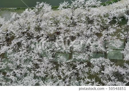 Cherry blossoms looking down from above 50548851