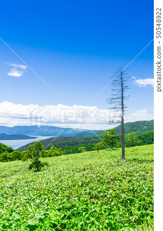 Refreshing algocidus observatory 50548922