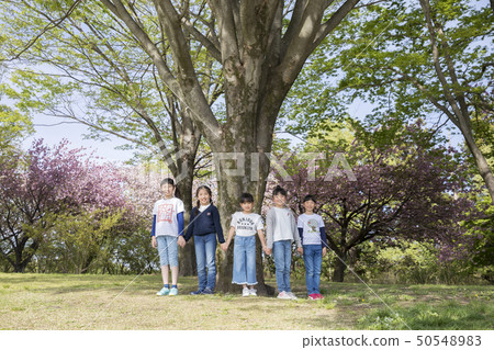 Children holding hands in front of a big tree 50548983