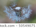 Fairy tale dandelion 50549075