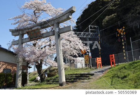 Odori Benzaiten's Otorii gate and crossing spring landscape in Hikone city, Shiga Prefecture 50550369