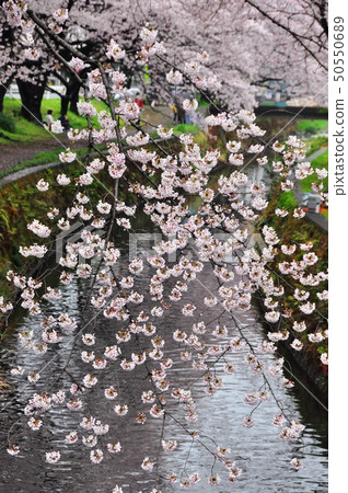 River face of full bloom Senbonzakura and Hijirigawa of Takaza Shibuya 50550689