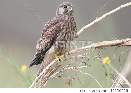 Chicks of butterfly 50550956