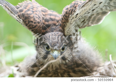 Chicks of butterfly 50550964