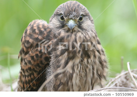 蝴蝶小雞 50550969