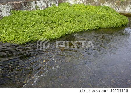 Clear stream watercress Clear stream watercress 50551136
