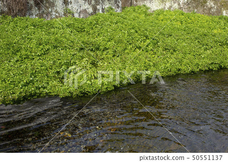 清澈的溪水豆瓣 50551137