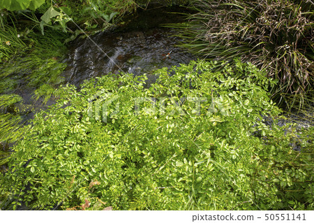 Clear stream watercress Clear stream watercress 50551141