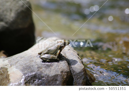 Red-headed frog Red-headed frog 50551351