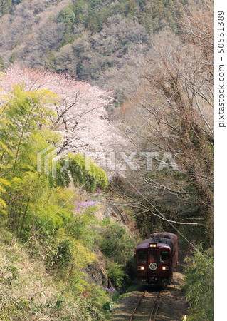 Watarase Valley Shindo "With the background of cherry blossoms and trees in the mountains" Watarase Valley Shindo "With the background of cherry blossoms and trees in the mountains" 50551389