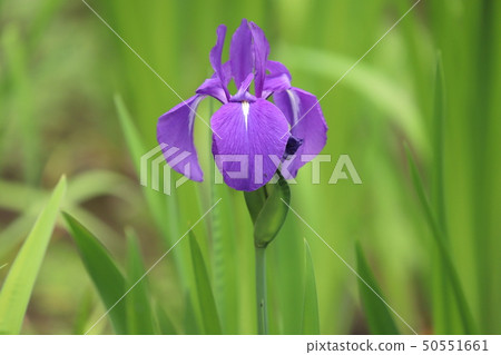 鳶尾花 50551661